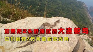 2万条毒蛇霸占大连蛇岛，送两只野猪进去，能把毒蛇吃光吗？