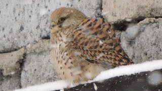 Pustułka i zima / Kestrel and winter / Falco tinnunculus