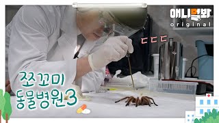 쪼꼬미 동물병원 시즌3 10화 (내원환자 : 타란툴라 레드님)ㅣOne Who Even Scares The Vet, Tarantula