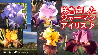 ５月初めの夕方の高崎ジャーマンアイリス園の開花状況～少しずつ開花品種が増えてます～（2021/05/02）