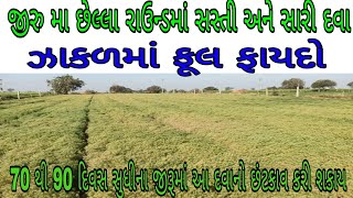 jiru ma last dava na raund ma sasti ane sari dava | ઝાકળ માટે ફૂલ ફાયદો  70 . 90 દિવસના જીરૂમાં ચાલે