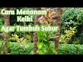 Tips Menanam Keiki Dendrobium