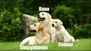 Old trio nps destroy grau | Connor x Slexzynhonps x Dano #4 | #GRAU