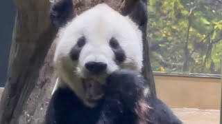 タケノコを頬張るパパ🐼😋　5月18日 Ueno Zoo Giant Panda