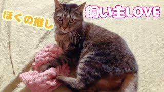 【アフレコ】飼い主推しの猫がめちゃかわいい※最後まで見るとじわります