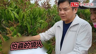 害蟲「薊馬」因乾旱爆增！屏東芒果農園上百甲受災