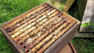 Beurteilung der Nachzuchtwürdigkeit eines Bienenvolkes