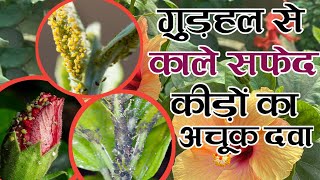 गुड़हल से काले सफेद कीड़ों का अचूक दवा | घरेलू नुस्खे से | How to Remove Pests From Hibiscus Plant