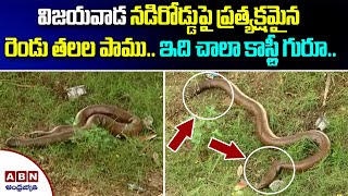 Two Headed Costly Snake Found On Vijayawada Main Road ||నడిరోడ్డుపై ప్రత్యక్షమైన రెండు తలల పాము||ABN