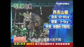 【前進石垣島】離島探險趣　西表島看「西表山貓」