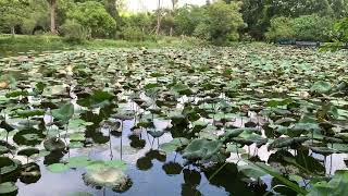 【桃園景點】山豬湖生態親水公園