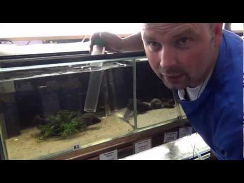 Aquarium Maintenance - How to Clean a Fish Tank by Pondguru Aquarium Maintenance - How to Clean a Fish Tank by Pondguru