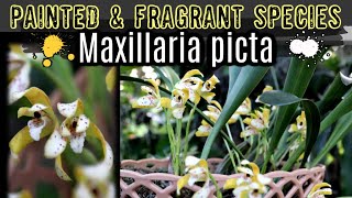 Unusual Maxillaria picta,Two Toned, Spotted, Fragrant Species Epiphytic Orchid - Care \u0026 Growing Tips