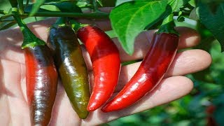 ⟹ Serrano Chili Hot Pepper, Capsicum annuum