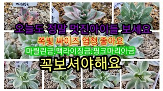 10월 31일 싸이즈 좋은 쪽빛에보니금 구경하세요 너무나 좋아요# 마릴린금#맥라이징금 이쁜이들 보세요#이벵 #금다육 #다육#다육이#다육이키우기