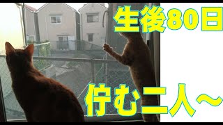 【猫動画】「レオ」ちゃん　生後80日目