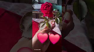 Who love rose 🌹 comment red heart ❤️ ❣️