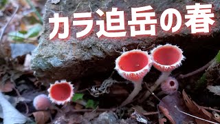 【カラ迫岳】シロキツネノサカズキモドキが生える春【星野村最高峰】