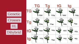 Video Number 2- Genetic Crosses Leaving Cert HL-Dihybrid Crosses-BASIC SUMMARY