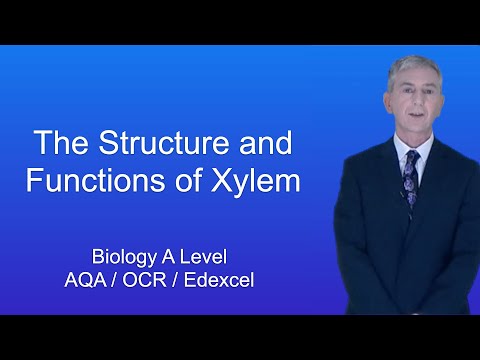 Which two functions does xylem perform?