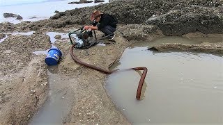 海边大水坑搁浅各种鱼类，接连抓到上百一斤的好货，全都是值钱的