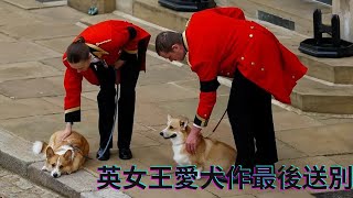 英女王兩隻哥基愛犬作最後送別