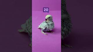 Baby Budgie Reveals Shocking Growth in 30 Days! #shorts