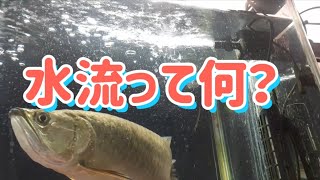 【大型魚飼育】アロワナやポリプテルスの水槽に水流は必要なのか？