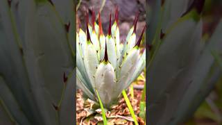 Agave macroacantha