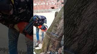 Felling a Hard Leaner Linden beside a stack of clay blocks #tree #felling