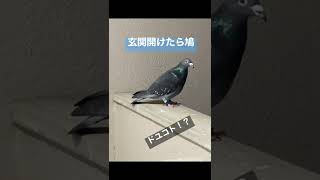 ハト来てた　door pigeon