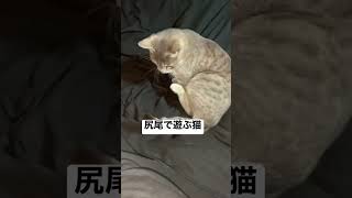 尻尾で遊ぶ猫　#ねこのいる生活 #cat #猫 #ねこ