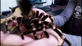 Tarantulas Acanthoscurria geniculata