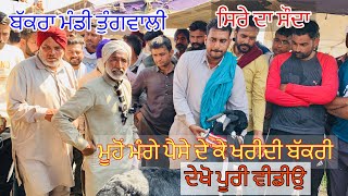 ਸਿਰੇ ਵਾਲੀ ਬੱਕਰੀ ਤੁੰਗਵਾਲੀ ਮੰਡੀ ਚ ਰਾਜੂ ਦਾ ਸੌਦਾ #raju_bakri #goat #goats #iltilanatv #tungwali #viral