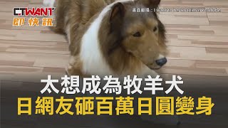 CTWANT 生活趣聞 / 太想成為牧羊犬　日網友砸百萬日圓變身