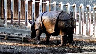 ビクラムくん＆ナラヤニちゃん　Indian rhinoceros(インドサイ)　多摩動物公園