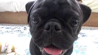 BLACK PUG PLAYING!