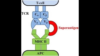 Superantigens