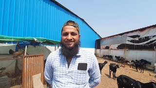 Paradise Goat Farm Gulbarga Karnataka | Osmanabadi Punjabi Results.