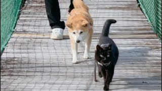 吊り橋の途中で急にスリスリが発動してしまった猫　Cat and Dog crossing a suspension bridge