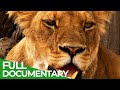 The Last Lion of the Liuwa Plain | Free Documentary Nature