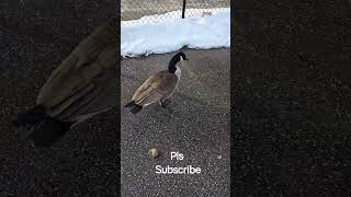 Funny Canada Goose chasing | Braveheart #shorts #new #birds #canada #trending #fun