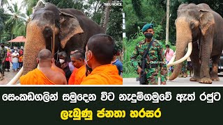 සෙංකඩගලින් සමුදෙන නැදුම්ගමුවේ ඇත් රජුට ලැබුණු ජනතා හරසර