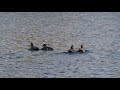 three gadwall drakes and a female