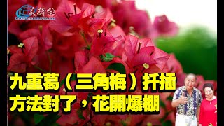 How to grow Bougainvillea From Cutting, Bougainvillea Propagation