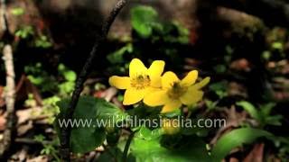 Caltha palustris var. himalensis (Marsh Marigold)