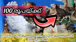 hens for sale in Ernakulam||നാടൻ കോഴി കുഞ്ഞുങ്ങൾ വിൽപ്പനയ്ക്ക്|| കാപ്പിരി കുഞ്ഞുങ്ങൾ||MinazHens farm