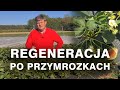 Regeneracja po przymrozkach Truskawka Aprica - GREIT VG Zbyszek Marek