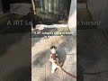 a jrt lasagna’s biking at herself in the mirror puppy jrt cutedog jackrussellterrier pets cute