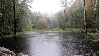 Fall Rain on Duck Pond - 8 Hours of Soothing Sleep